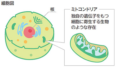 ミトコンドリア　細胞図　独自の遺伝子を持つ細胞に寄生する生物のような存在