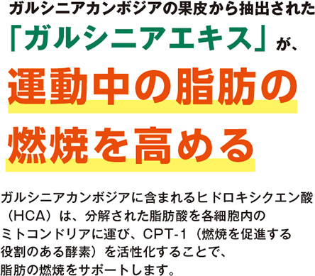 �K���V�j�A�J���{�W�A�̉ʔ炩�璊�o���ꂽ�u�K���V�j�A�G�L�X�v���A�^�����̎��b�̔R�Ă����߂� �K���V�j�A�J���{�W�A�Ɋ܂܂��q�h���L�V�N�G���_�iHCA�j�́A�������ꂽ���b�_���e�זE���̃~�g�R���h���A�ɉ^�сACPT-1�i�R�Ă𑣐i��������̂���y�f�j�����������邱�ƂŁA���b�̔R�Ă��T�|�[�g���܂��B